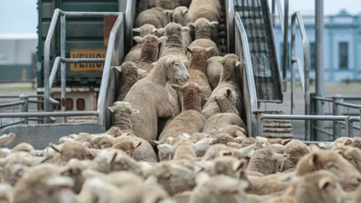 Début de l'importation de milliers de moutons et de vaches en prévision du Ramadan... Détails !!