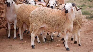 Décisions importantes concernant l’importation d’un million de moutons