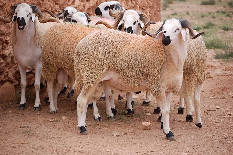 Décisions importantes concernant l’importation d’un million de moutons
