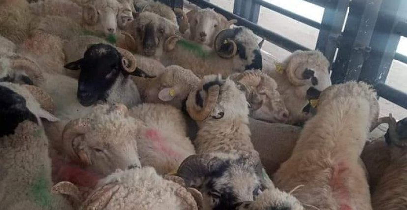 Déclaration importante concernant l'importation d'animaux sacrificiels !