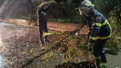 Fluctuations météorologiques : chutes d'arbres, poteaux électriques et effondrements dans plusieurs États