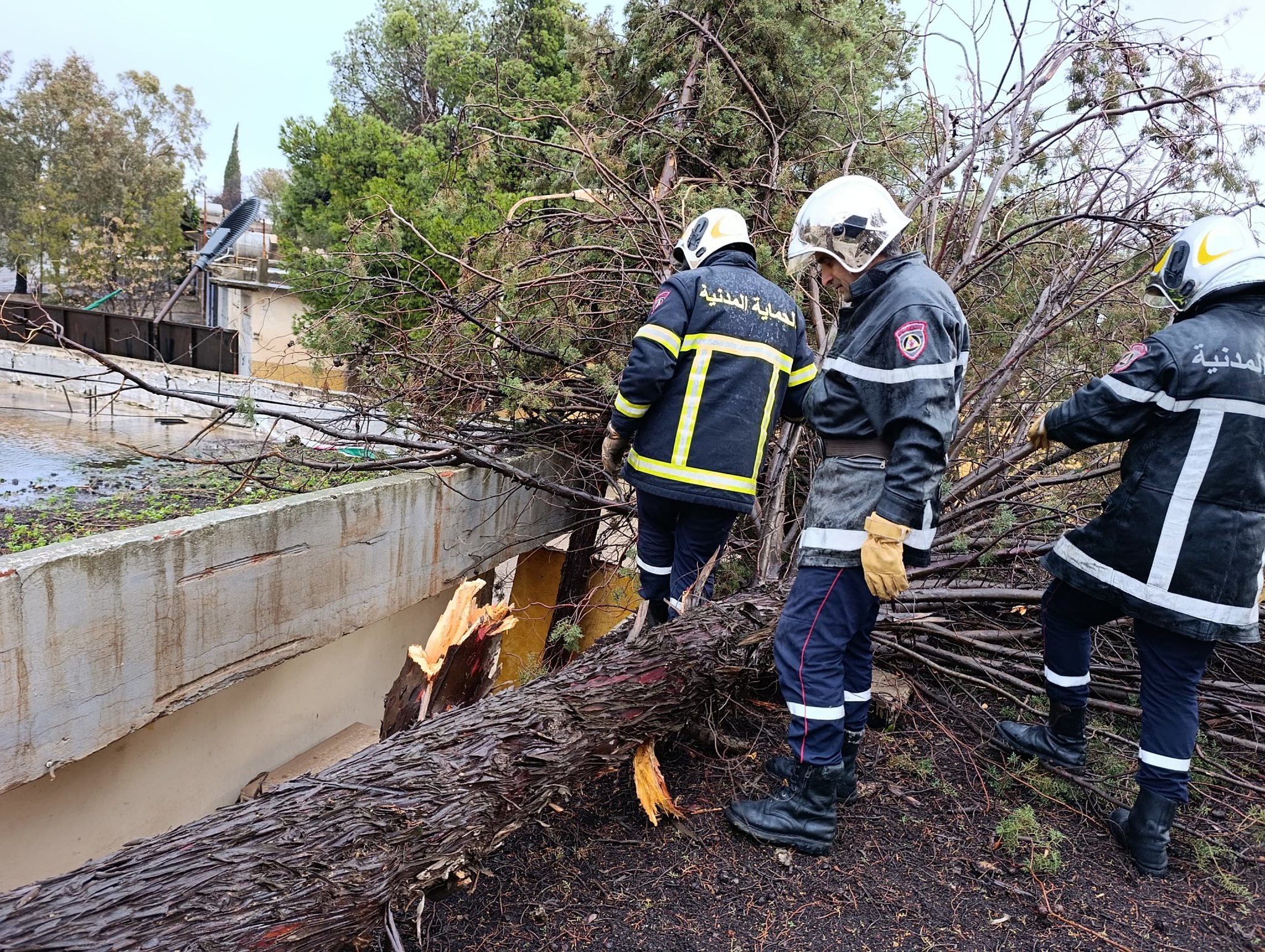 La force du vent déracine des dizaines d’arbres à travers le pays
