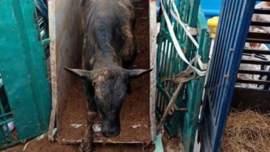 En images : Un navire chargé de 2 024 veaux brésiliens accoste au port de Bejaia