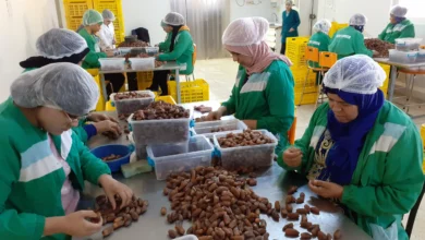 5 pays arabes dominent la production de dattes à l’échelle mondiale. L'Algérie est à ce rang !