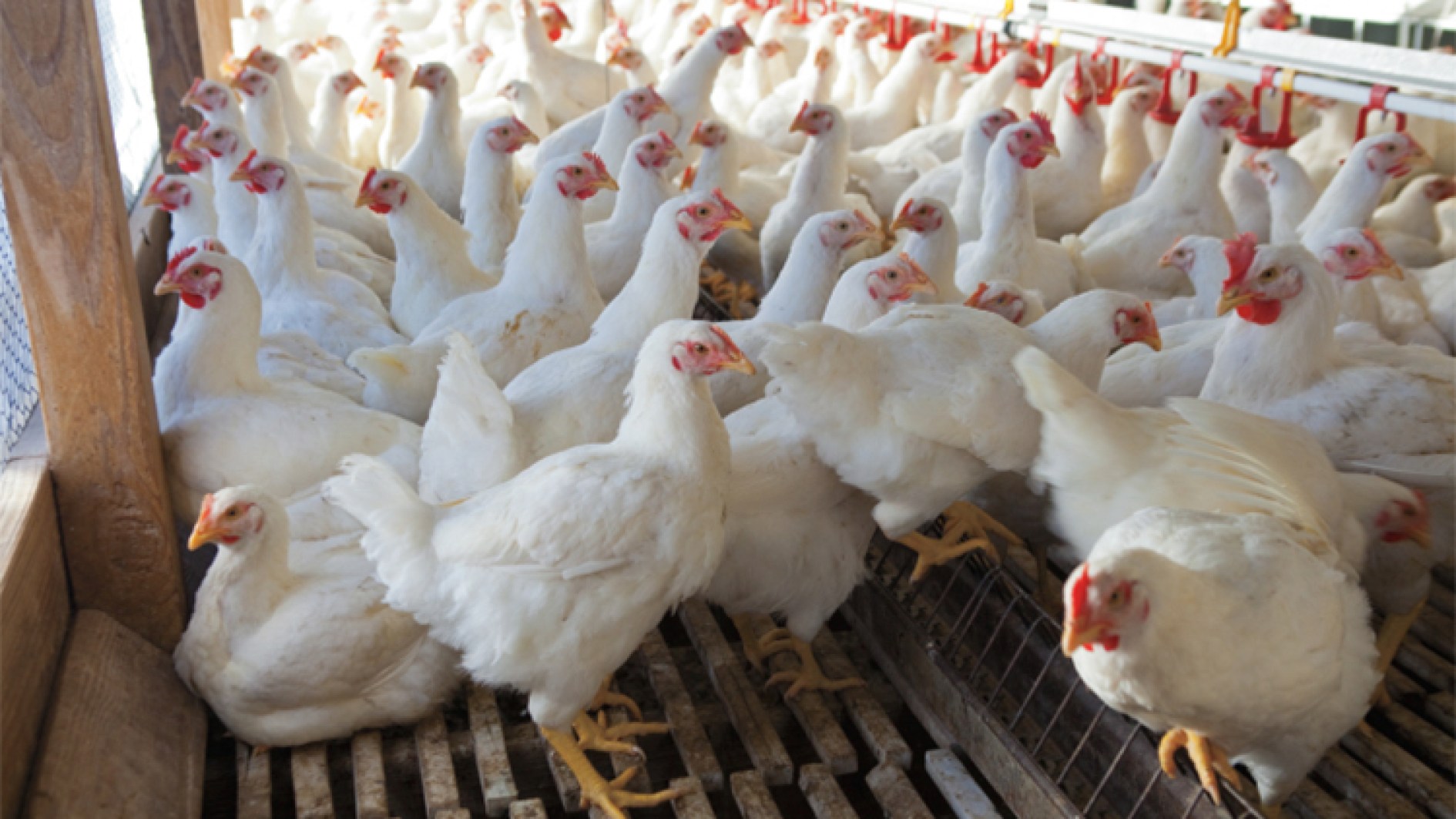 "ONAP"... Actualiser les formulations des aliments pour améliorer les performances de production