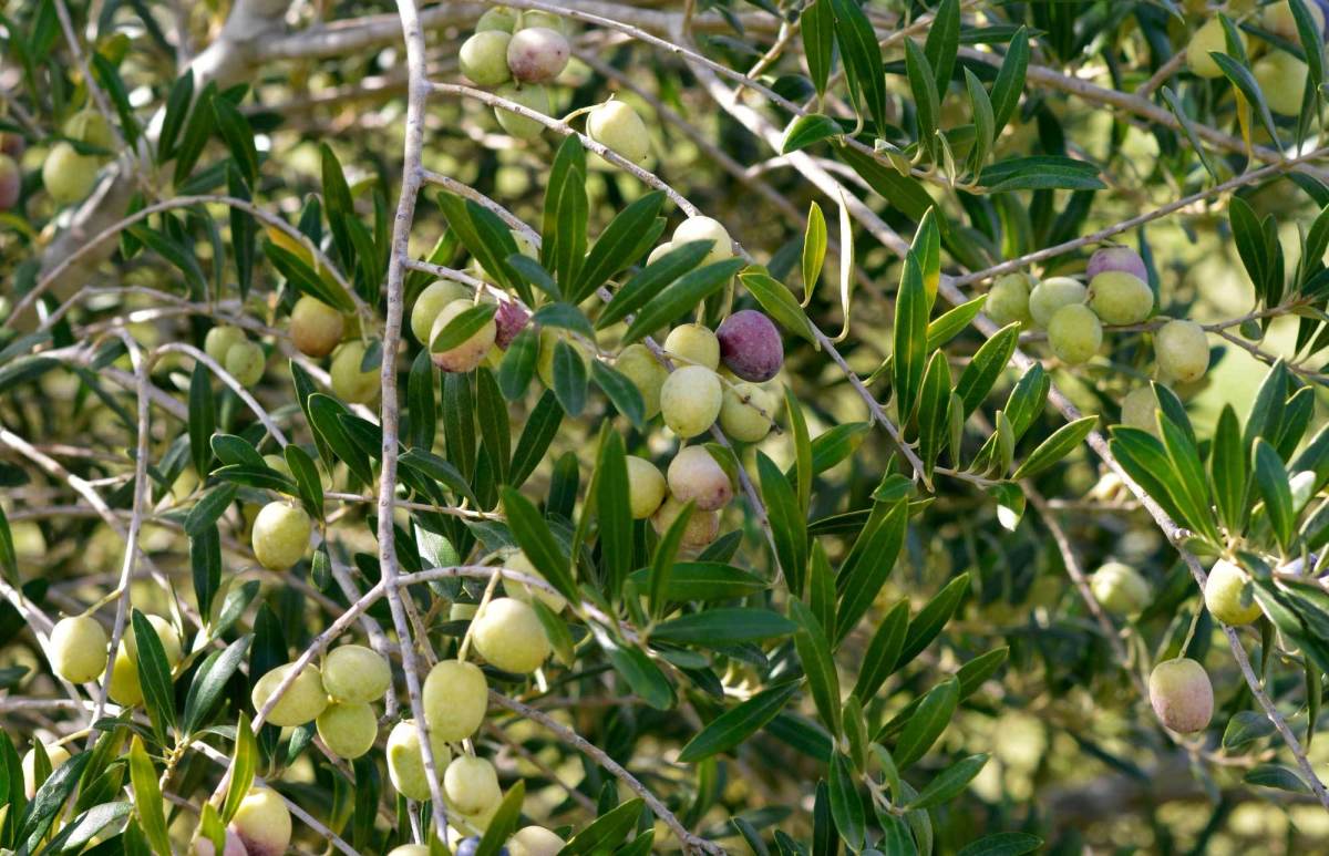 Production de 600 mille quintaux d'olives