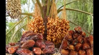 Sons Jalal soutient une usine pharmaceutique utilisant des extraits de dattes